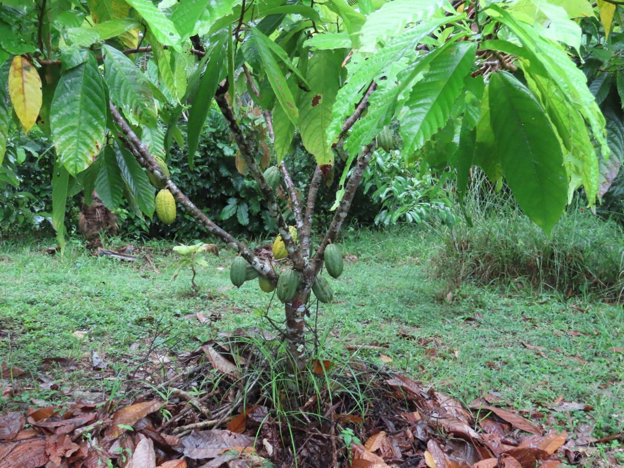 La Mariola - Finca Agroecologica El Castillo de La Concepción Exteriör bild